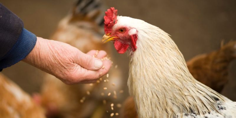 Chi tiết cách nạp carbo cho đá gà theo chuẩn