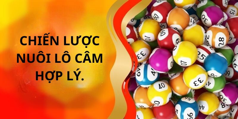 Chiến lược nuôi lô câm hợp lý.