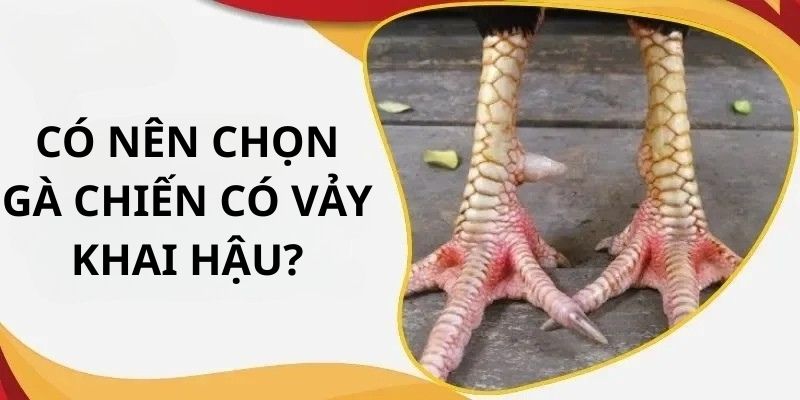 Có nên chọn gà chiến có vảy khai hậu?