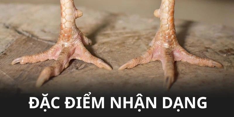 Đặc điểm nhận dạng