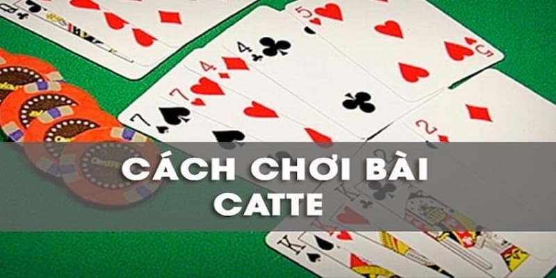 Hướng dẫn nhập môn bài Catte cho người mới.