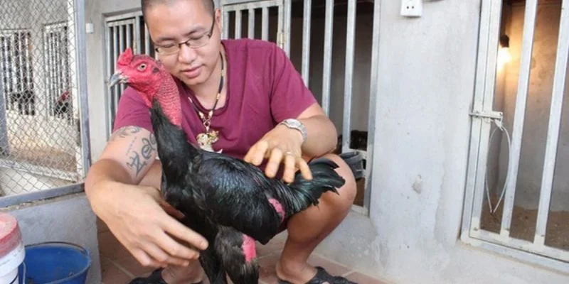 Lưu ý quan trọng trong cách nạp carbo cho đá gà