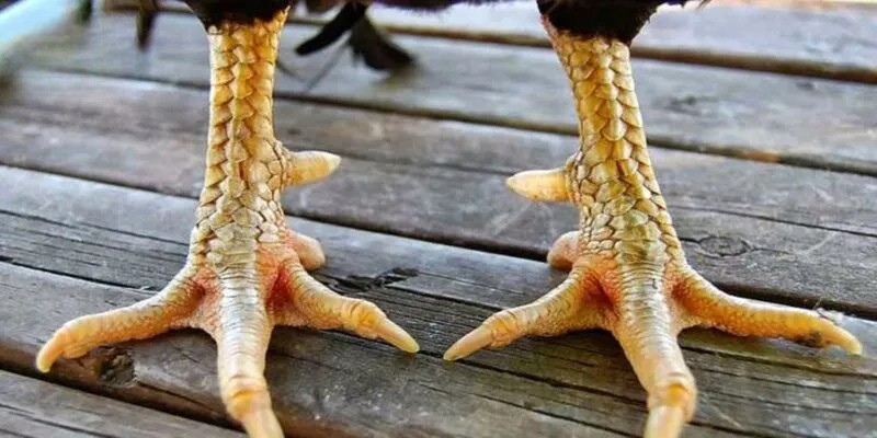 Thực tế chiến kê sở hữu vảy kích biên