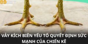 Vảy Kích Biên – Yếu Tố Quyết Định Sức Mạnh Của Chiến Kê