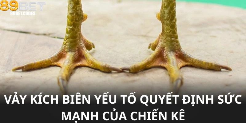 Vảy Kích Biên – Yếu Tố Quyết Định Sức Mạnh Của Chiến Kê