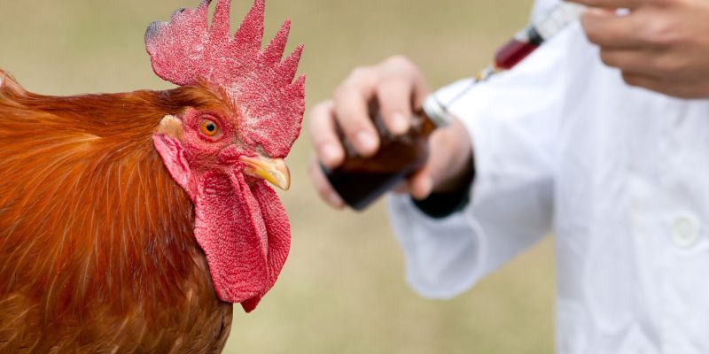 Vì sao cần quan tâm đến cách nạp carbo cho đá gà?